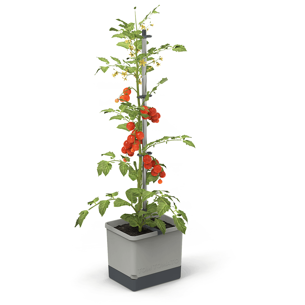 Tom Tomato