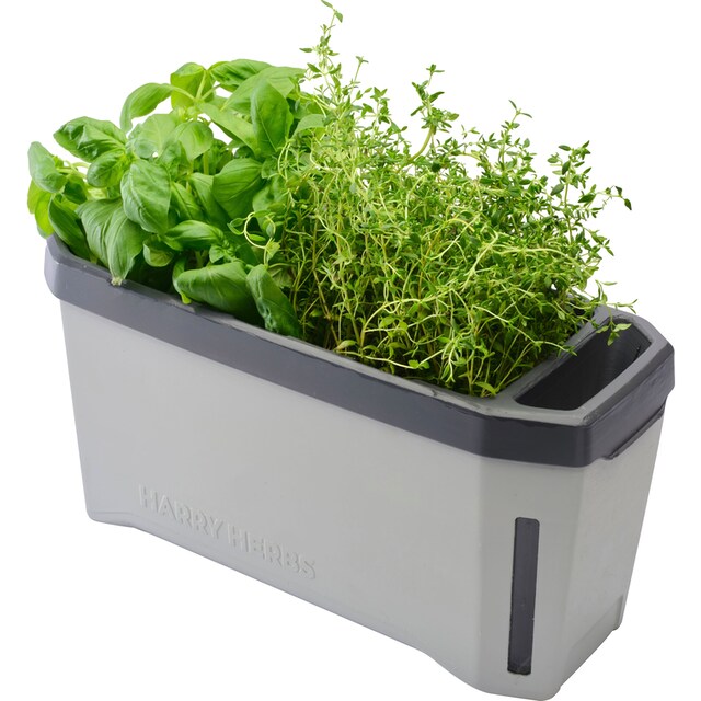 Harry Herbs