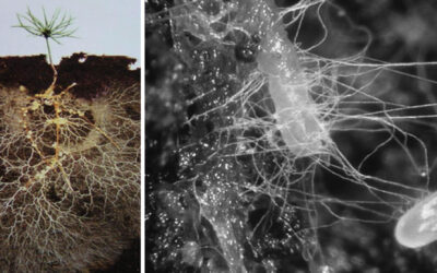 Mikoriza i Trichoderma_ Simbioza korisna za rast biljaka
